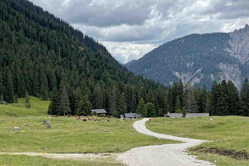 IMG_6263 Wirtschaftsweg zur Vereiner Alm Almwiese
