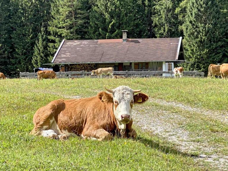 Mittenwald Riedalm